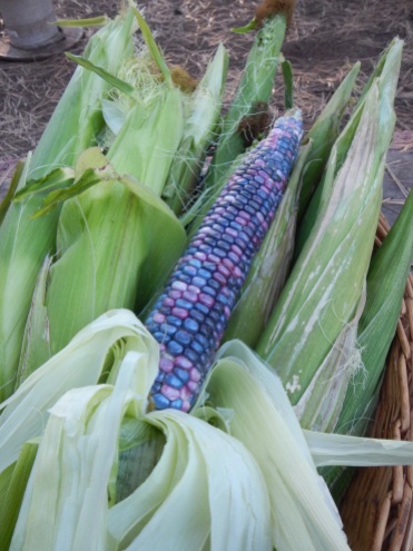 hopi blue corn sept 2014